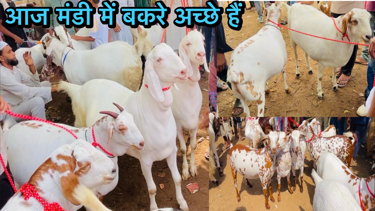 4/6/2024 Taharpur Bakra Mandi Moradabad UP live update with Price