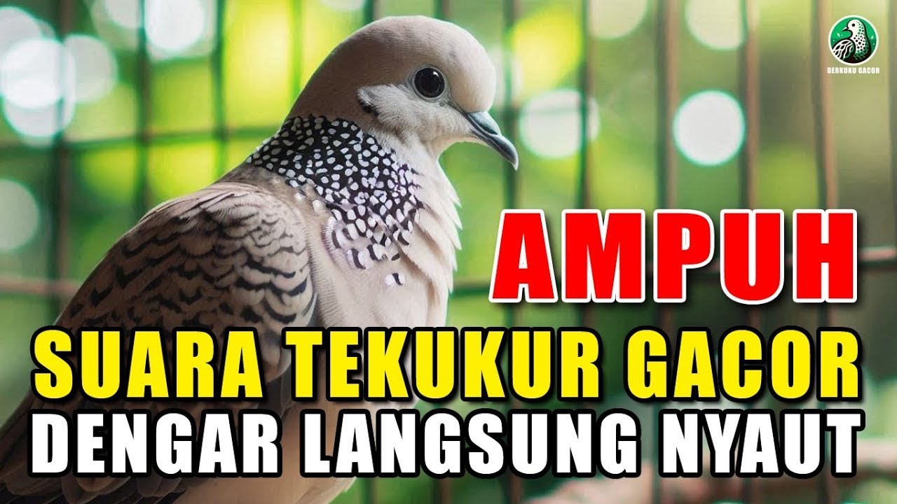 2 DETIK AJA, PERKUTUT LOKAL GACOR 100% EMOSI LANGSUNG NYAUT DENGAR PANCINGAN KUTUT LOKAL GACOR GAYER