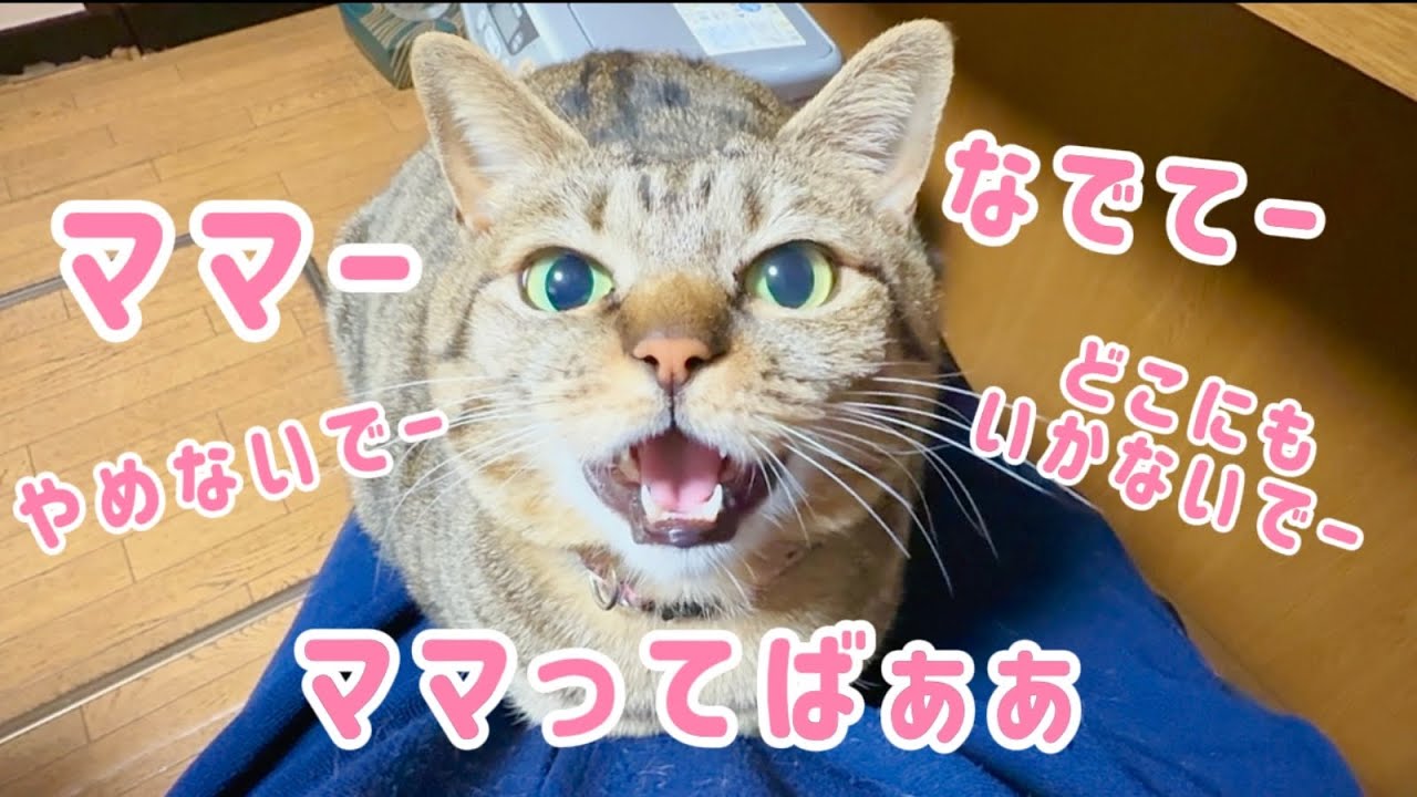 たくさんおしゃべりする猫