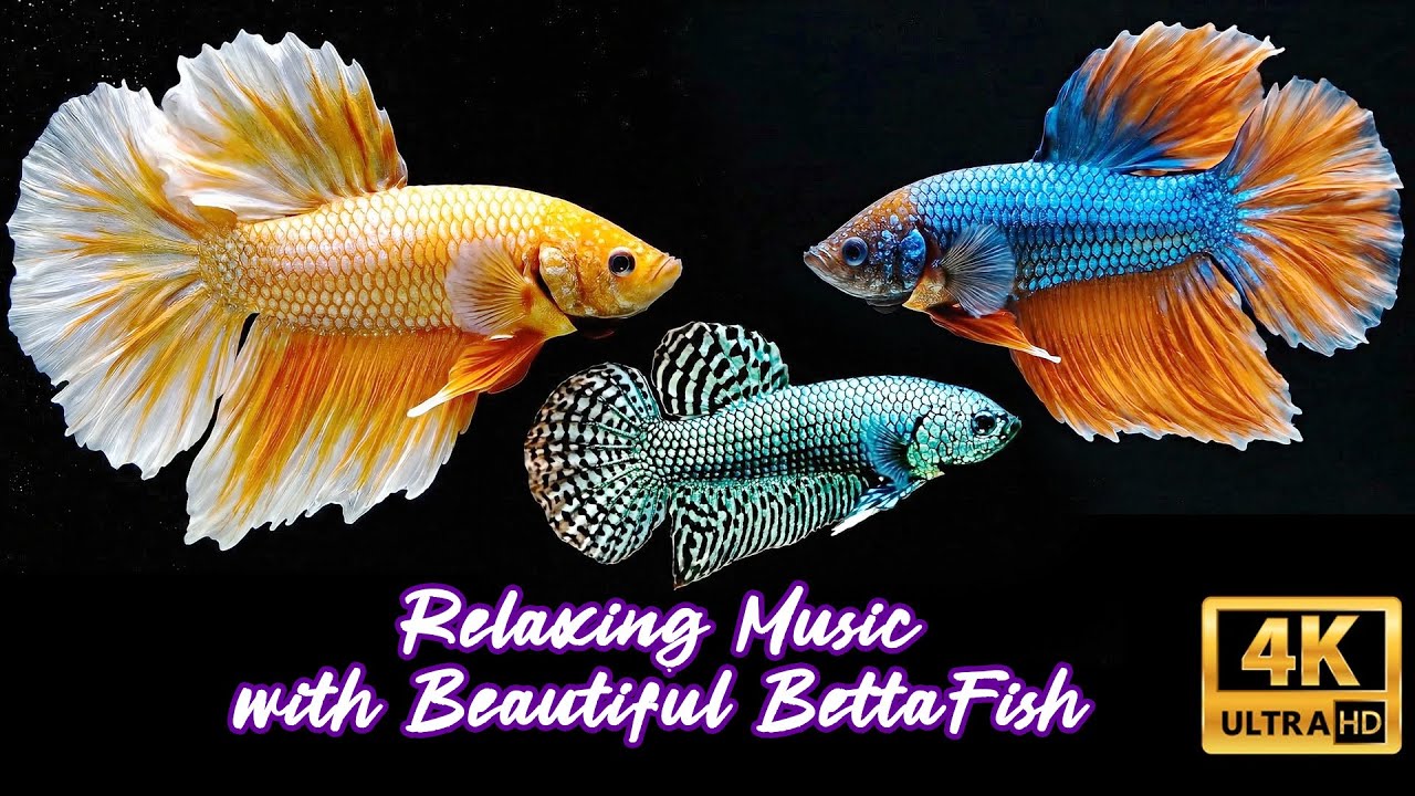 Beautiful Betta fish with Relaxing Music 4K
