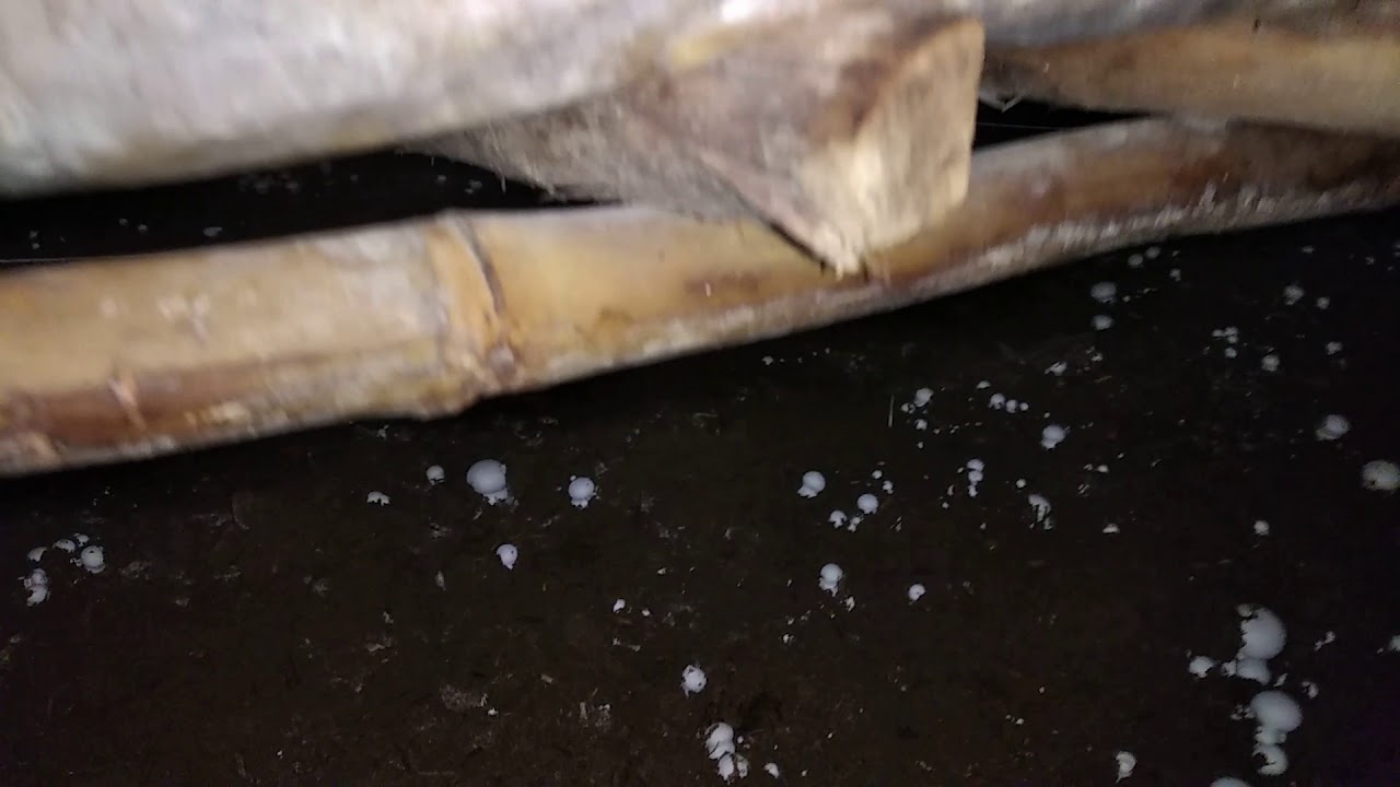 Button mushroom production at desert