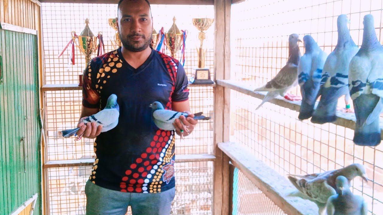 فرجه من داخل لوفت صاحب المراكز الاولى في سباق الزواجل$البطل خالد يوسف