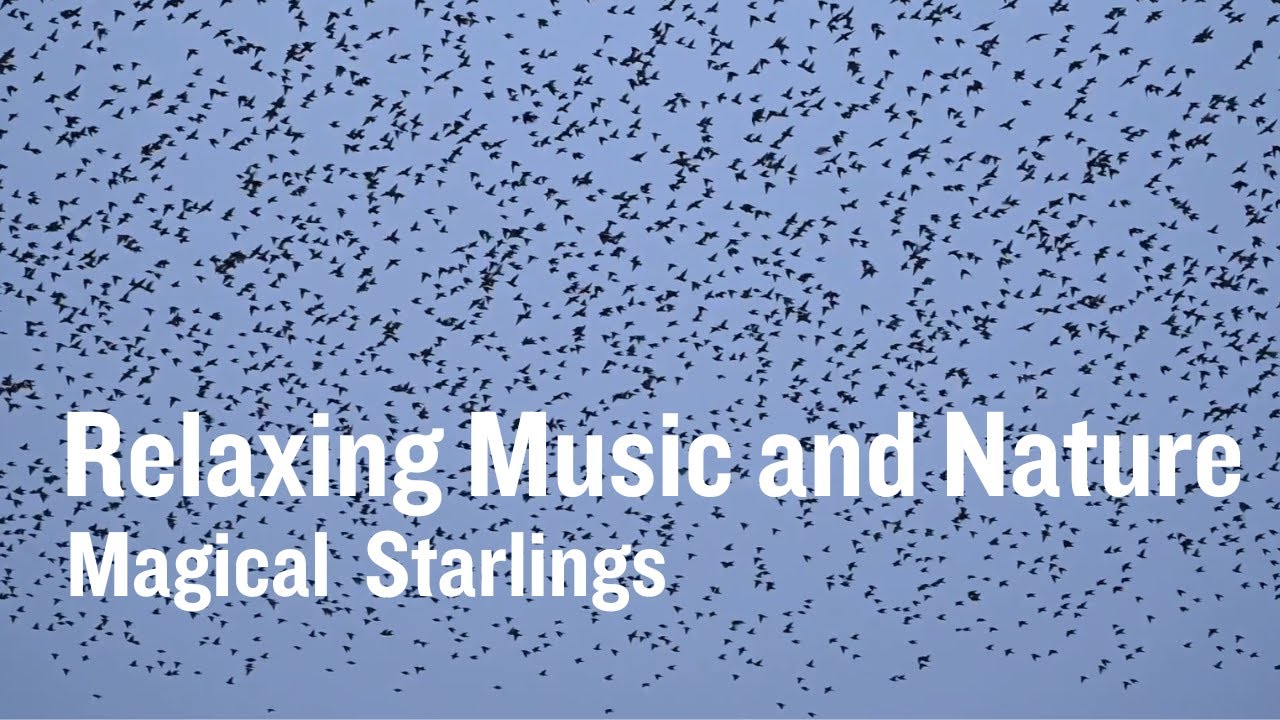 Magical Starling Murmurations at Mersehead | 5 Minutes of Relaxing Music and Nature