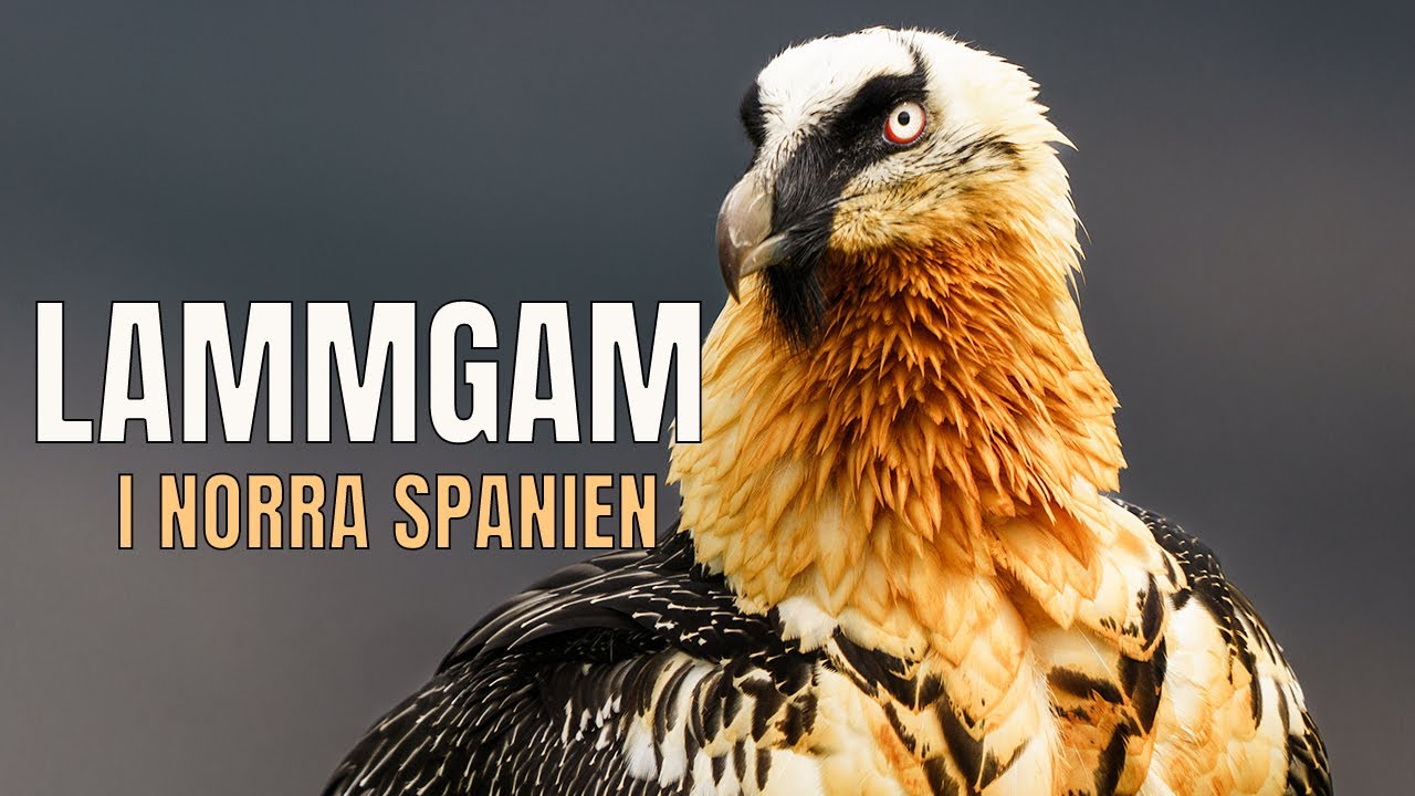Fotograferar Lammgam i norra Spanien.