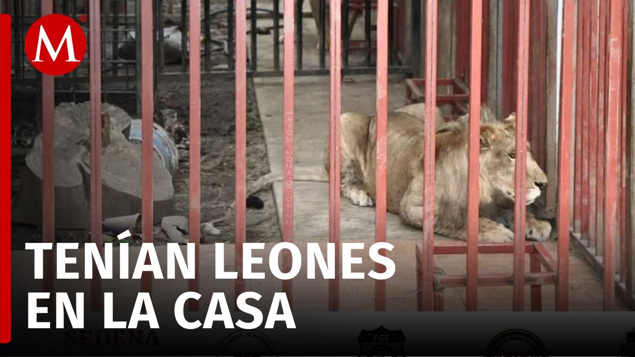 Autoridades aseguran vehículos robados y leones en un inmueble de Cuernavaca