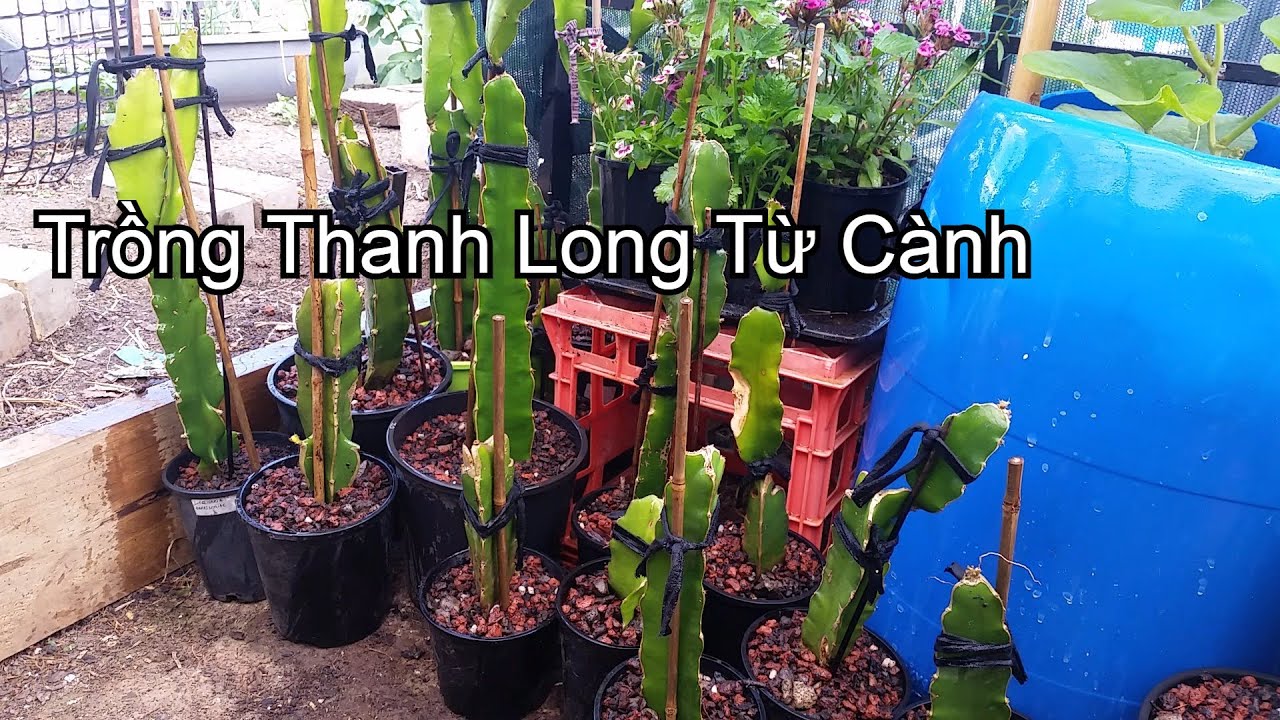 Trồng Thanh Long Từ Cành - Toan Trinh