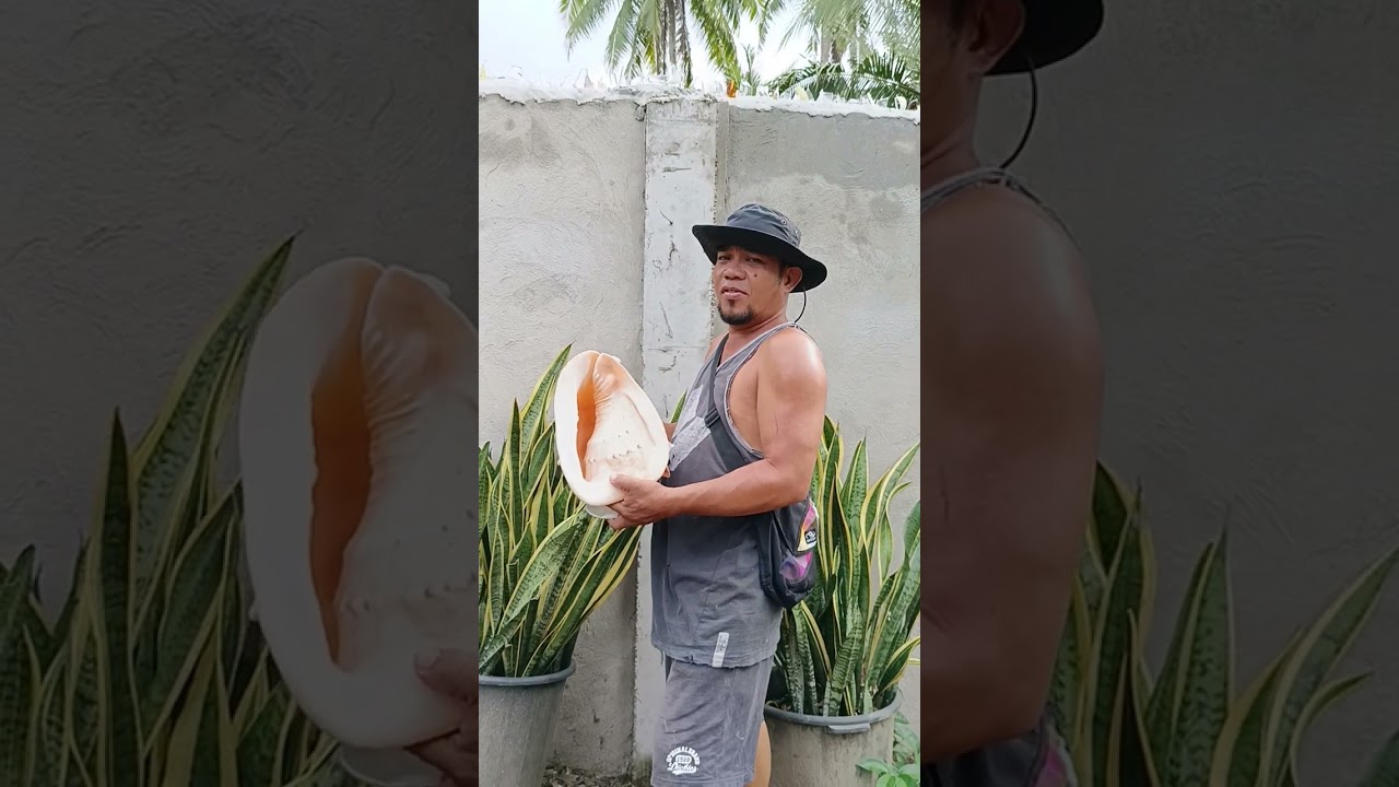 The Biggest Shell in the Whole World