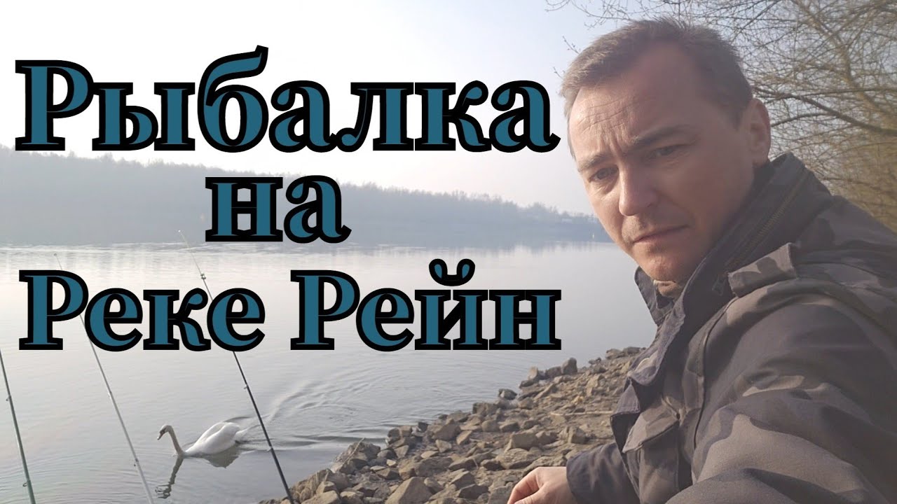 Активная рыбалка 🎣 на реке Рейн клюнул лещ на опорыш #рыбалка #angeln #fishing #pêche #pescado #лещ