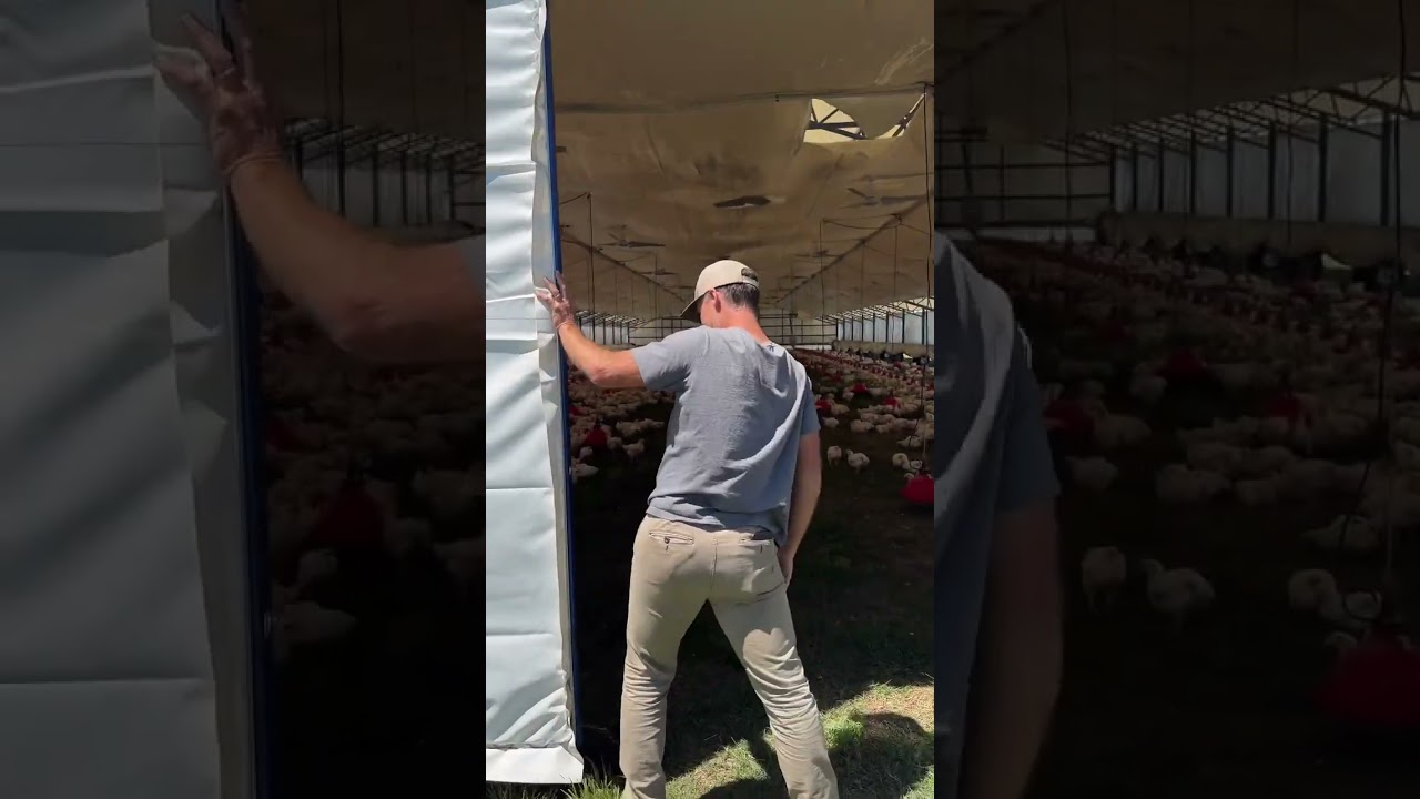 Mana xaqiqiy tovuq ferma #car #poultryfarming #shorrs #mercedes #birds #shorr #shorrsfeed