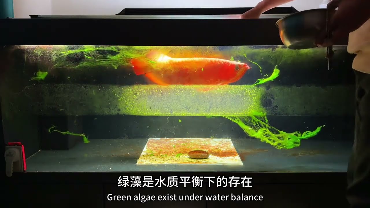 从0养龙鱼第175集（鱼缸的藻）
