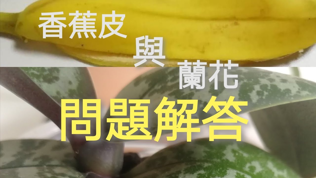 蘭花養護液，香蕉皮水的問題解答和注意事項13/6/2020