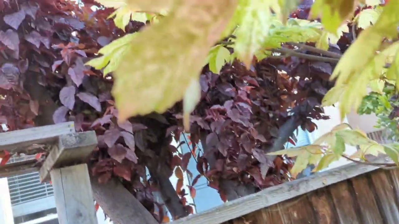 Acer pseudoplatanus Cultivars 4/11/22