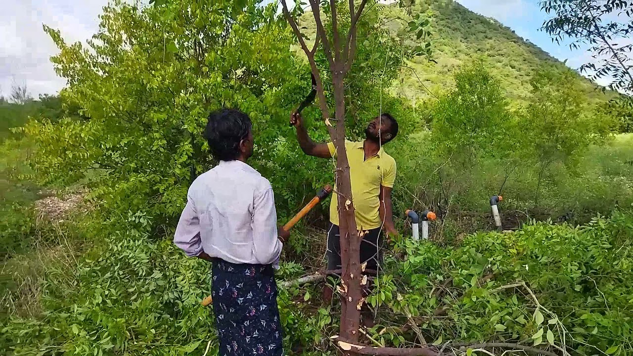 4 Years Old Sri Gandam White Sandalwood Plants branches cutting
