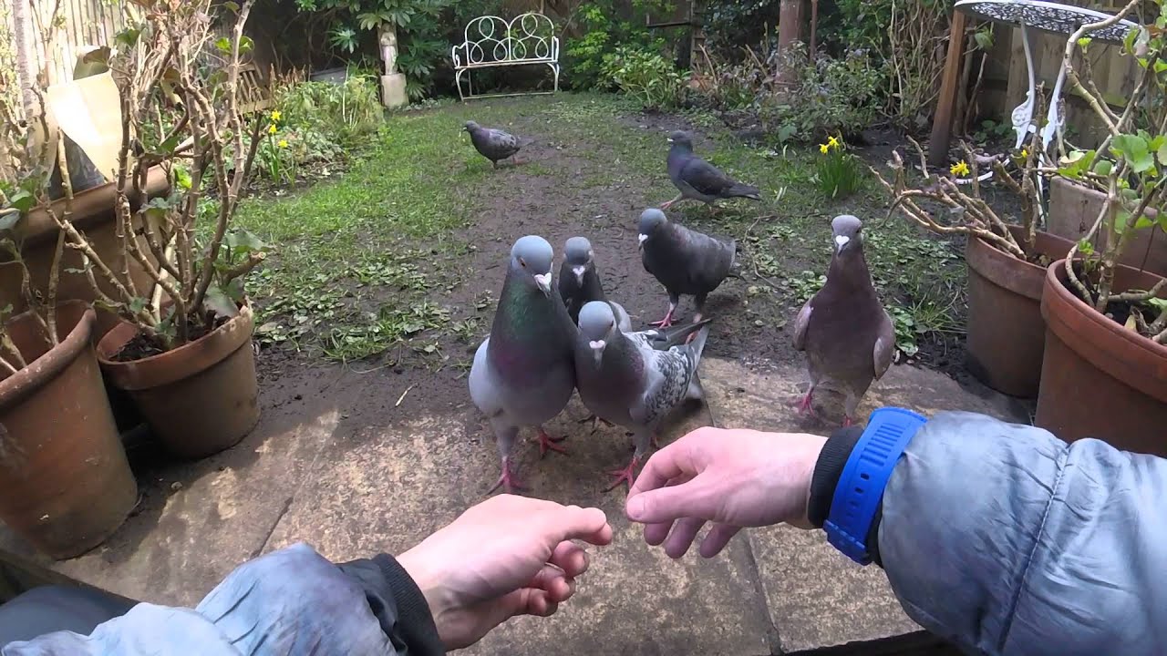 Pigeon slap attack