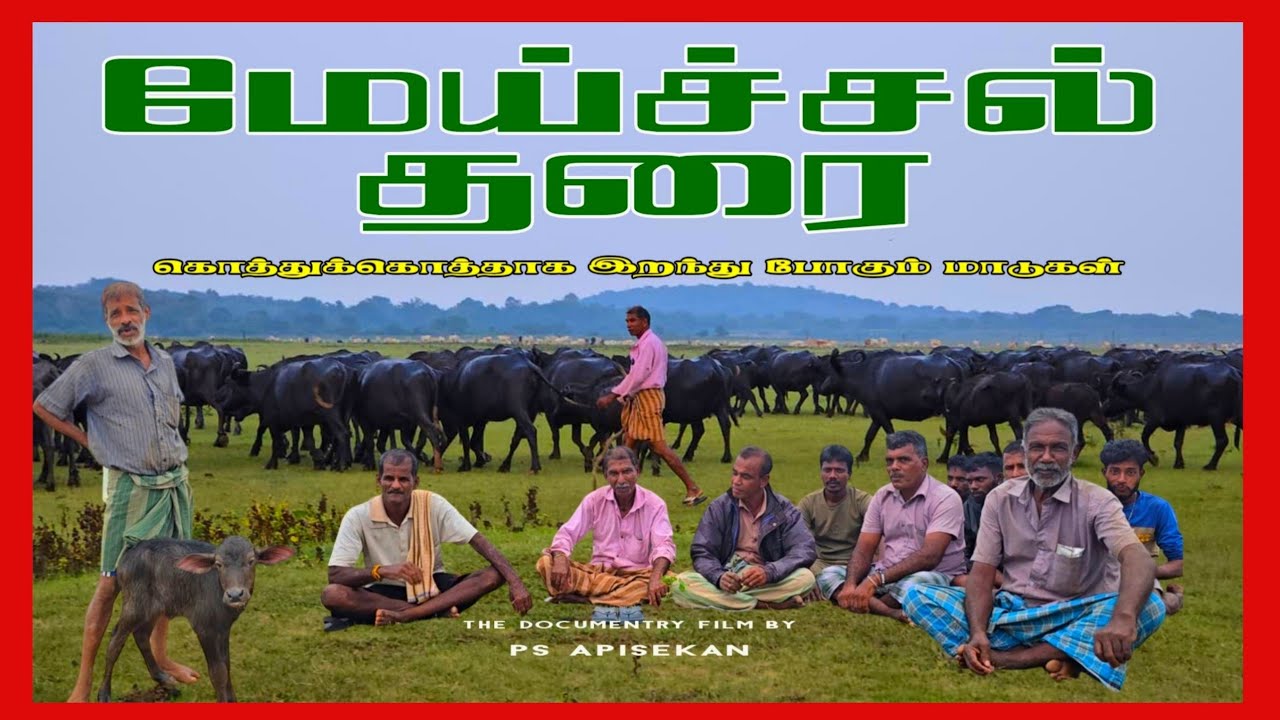 மேய்ச்சல் தரை | குமுழமுனை | முல்லைத்தீவு | PS Apisekan 