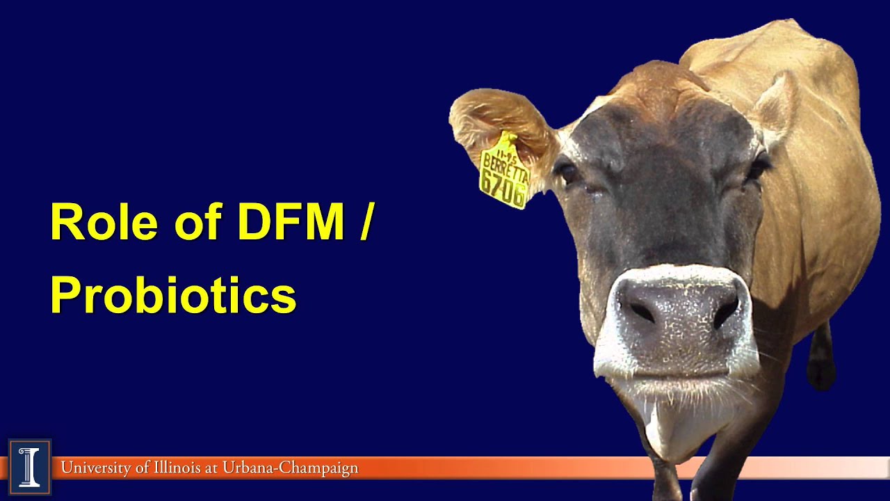 An update on feed additives: Probiotics, yeast and niacin