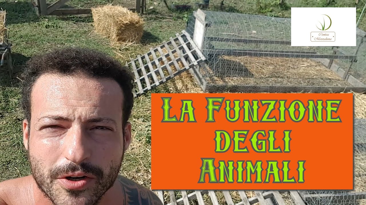 Il PROGETTO dietro i Tacchini Open Range