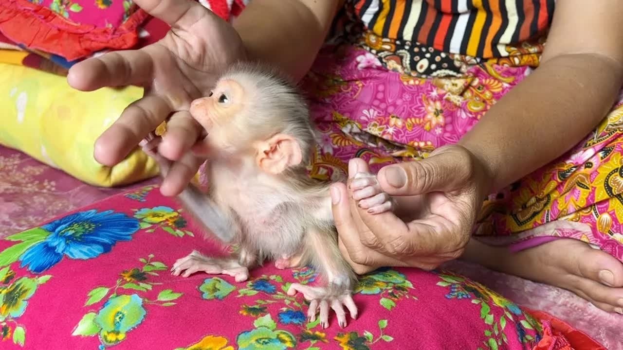 Baby Monkey Mato Really Wanna Suck Mom's Finger Even Done Drink Milk