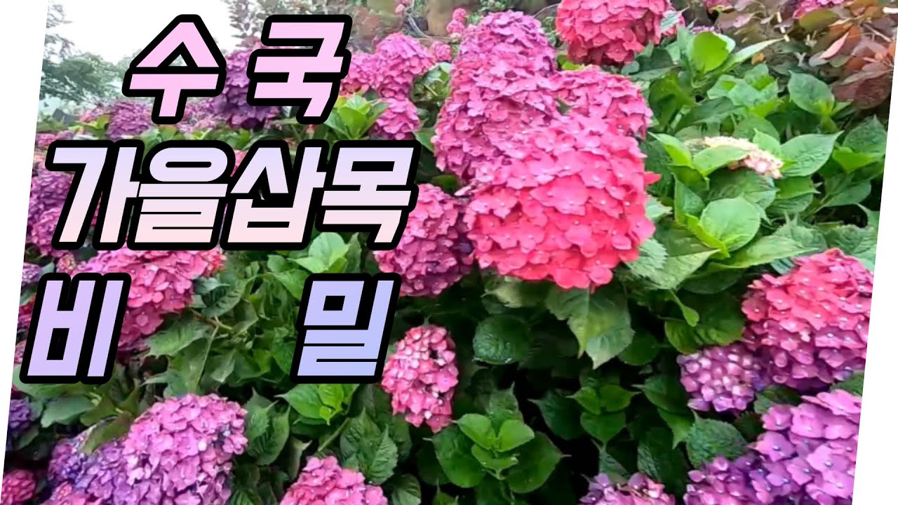 🌼신품종 수국, 가을삽목의 비밀 대방출 (feat. 베란다에서 소득창출)