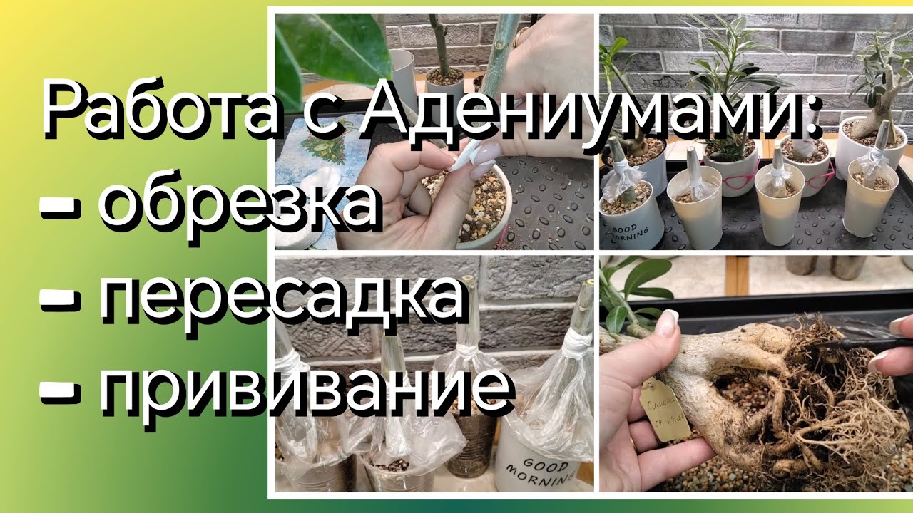 АДЕНИУМ | ОБРЕЗКА, ПЕРЕСАДКА, ПРИВИВАНИЕ