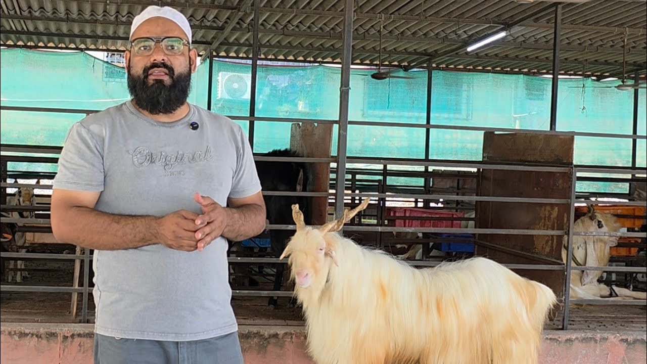 NMJ The Brand Ambasadar Of Kashmiri Goats | The Unsung Hero Of Goat Farm Industry | Palai Open.