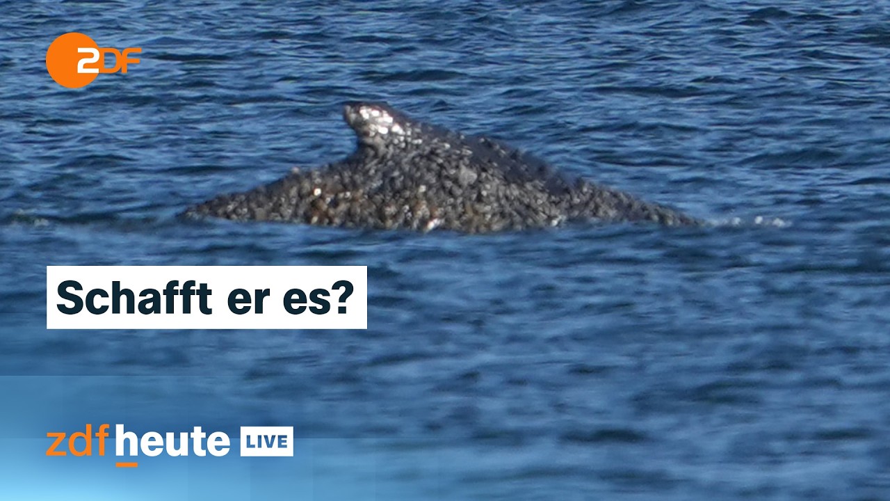 Aufwendige Rettungsaktion: Buckelwal wird zur&uuml;ck in die Nordsee geleitet | ZDFheute live