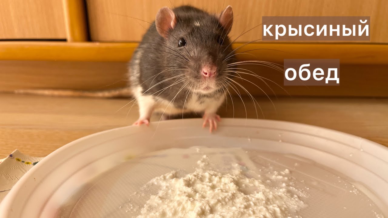 Крысиный обед. #крысы #rats 