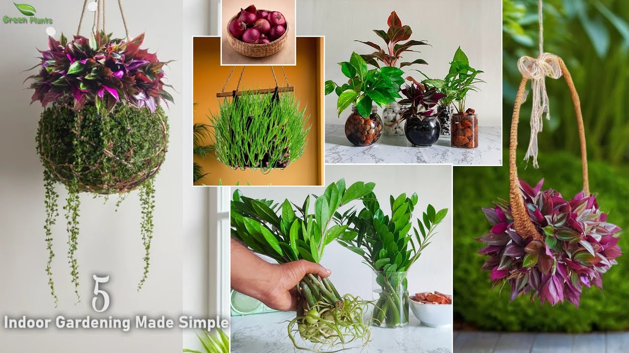 5 Indoor Gardening Made Simple: 3 Water Plant Methods & Inch Plant Decoration//GREEN PLANTS