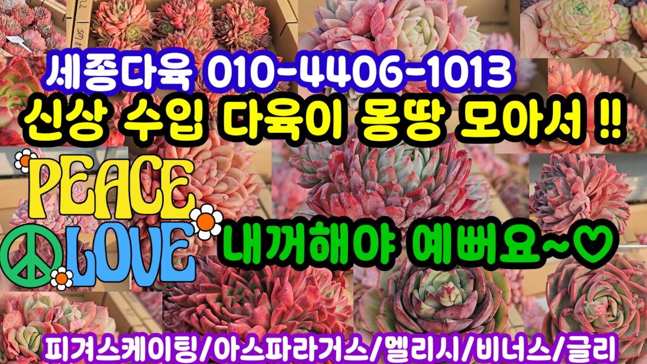 #다육이쇼핑 #세종다육 010-4406-1013 (26.2.16)🌸신상 수입 다육이 총집합!! 탁월한 선택으로 만족감 높게 ~♡🤗