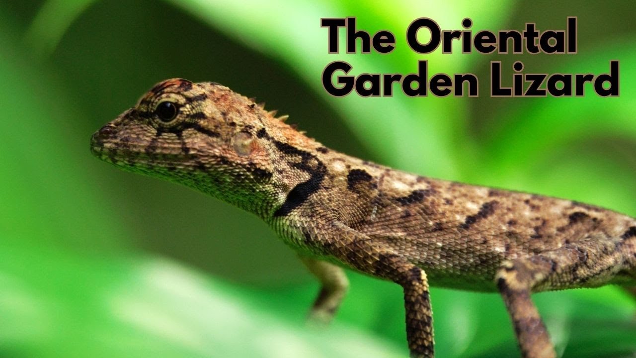 Macro Videography | Oriental garden lizard | Lumix G9II + OM system 90mm F3.5 Macro