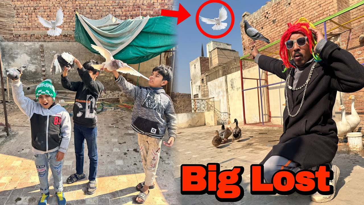 Team Nay Pigeons Azad Kar Diye😢Big Lost😭@PetHouse786 