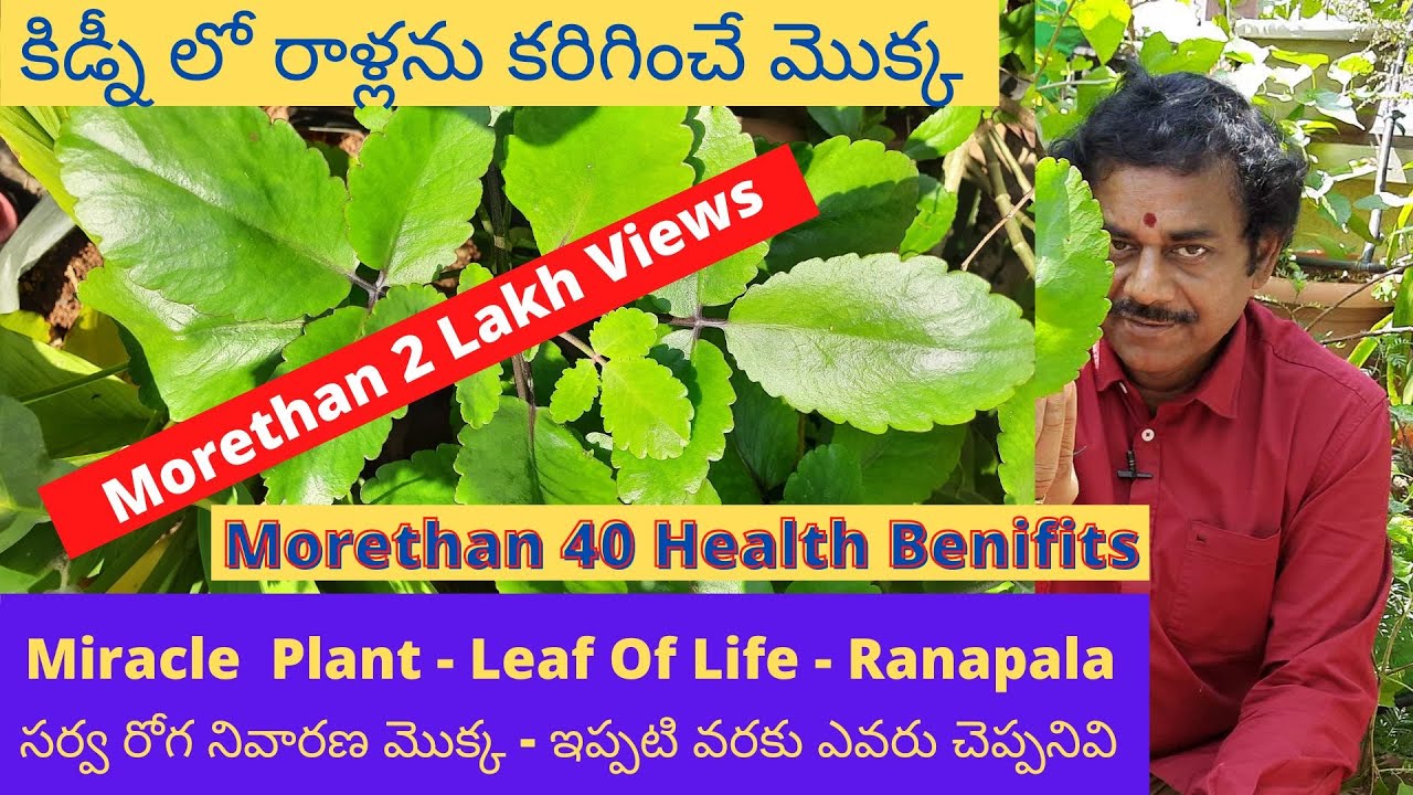 సర్వరోగ నివారణ మొక్క రణపాల గురించి ఇప్పటి వరకు ఎవరు చెప్పనివి | Leaf of Life | Ranapala Plant