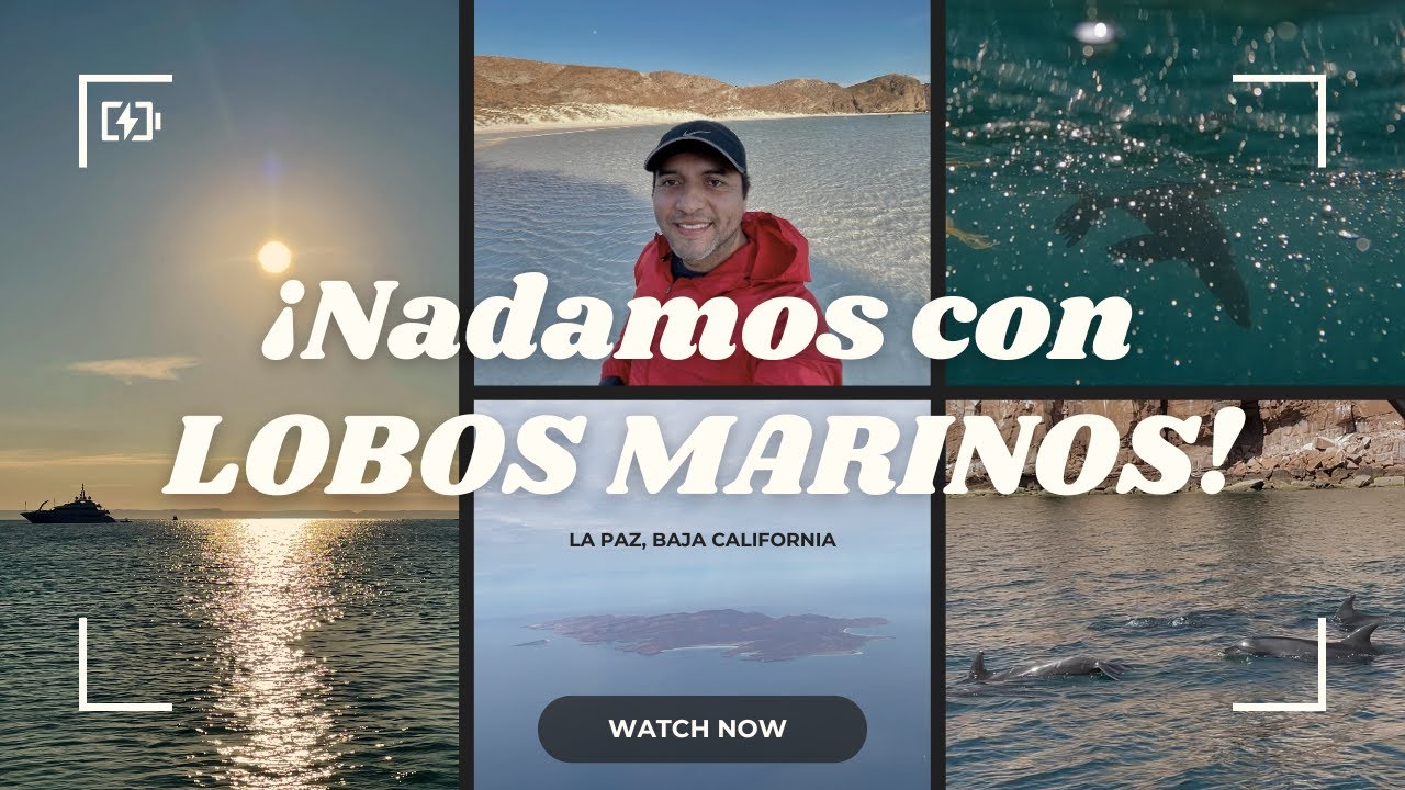 Snorkel con LOBOS MARINOS 🦭 en Isla Espíritu Santo | La Paz Baja California