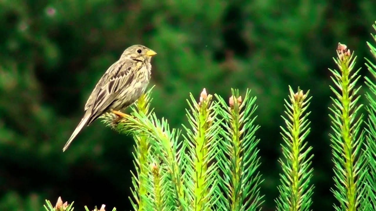 POTRZESZCZ głos;  Corn Bunting  ( EMBERIZA CALANDRA )