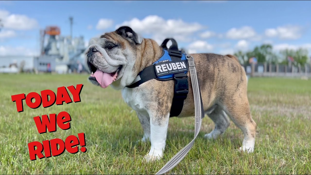 Reuben the Bulldog: His Royal Ride