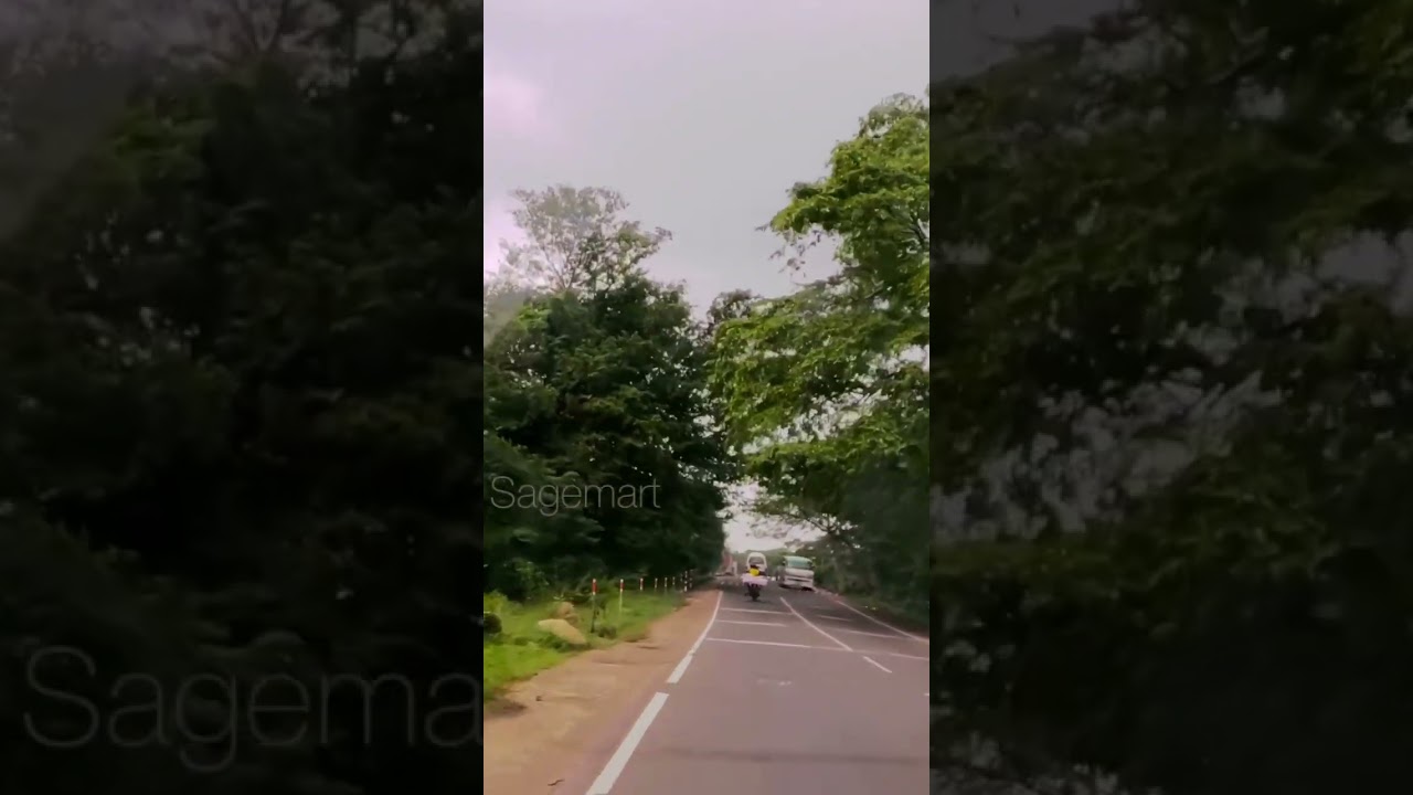 Cows on the Road in Manampitiya | Real-Life Driving in Rural Sri Lanka #srilanka #nature #travel