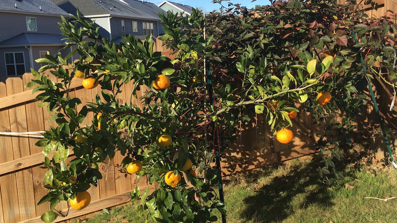 Growing And Harvesting Owari Satsumas In Zone 7b