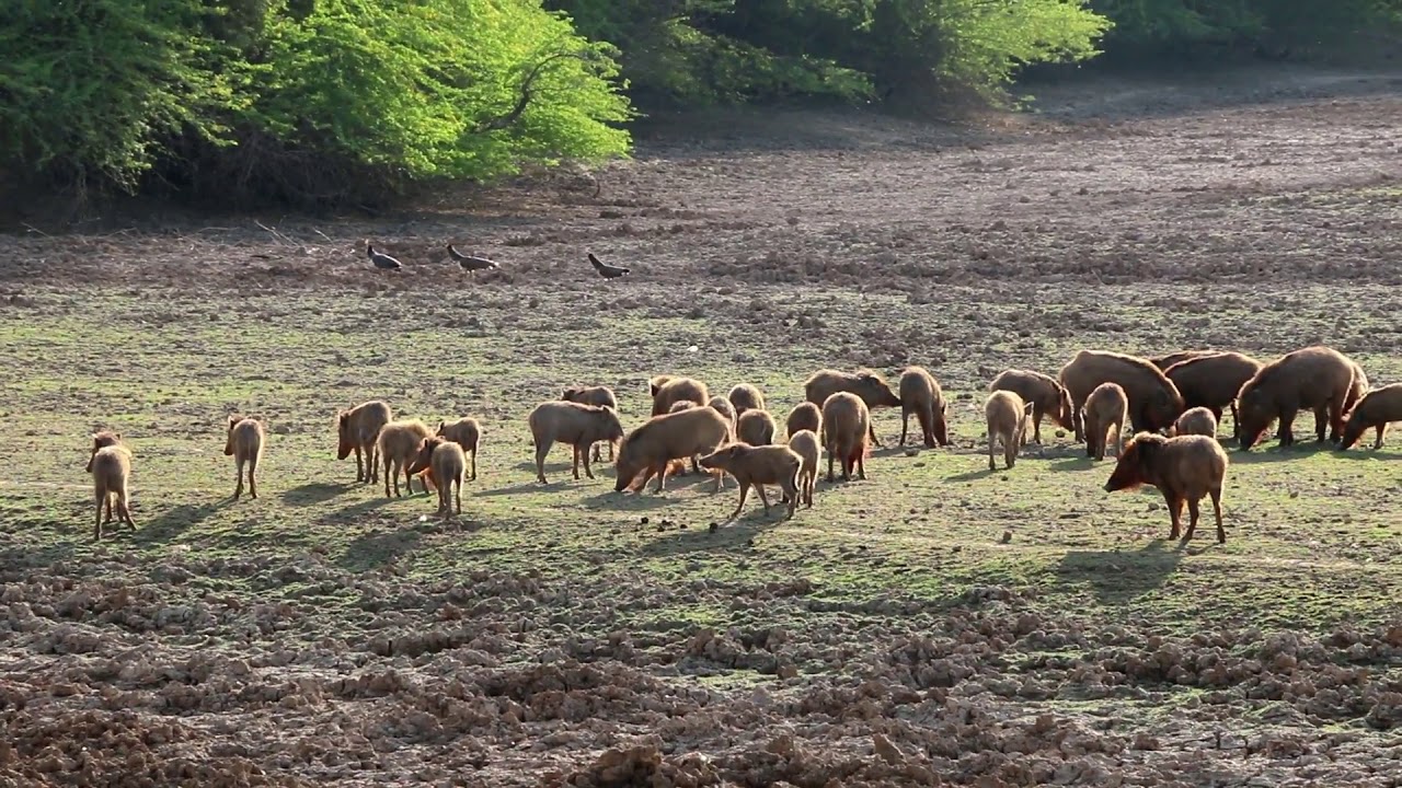 Wildlife at Gajner Palace, Fort and Wildlife Sanctuary