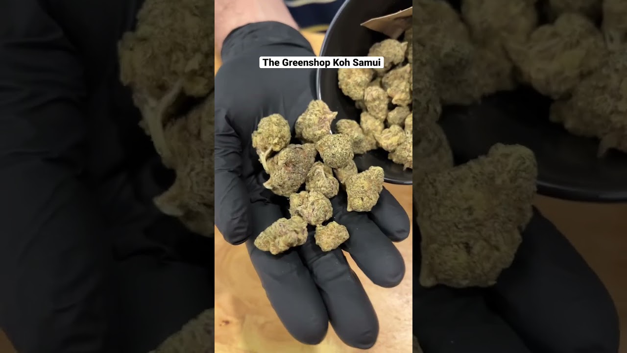 IS CANNABIS IN THAILAND  GOOD?! (WATCH)  #cannabiscommunity #kohsamui #thailand #weed