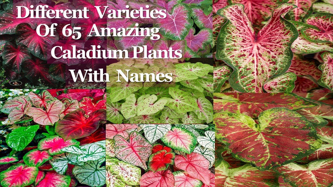 Caladium varieties with their names /Gabi - Gabi Plant/#caladium