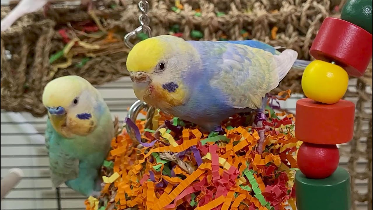budgie sounds for lonely birds to make them happy