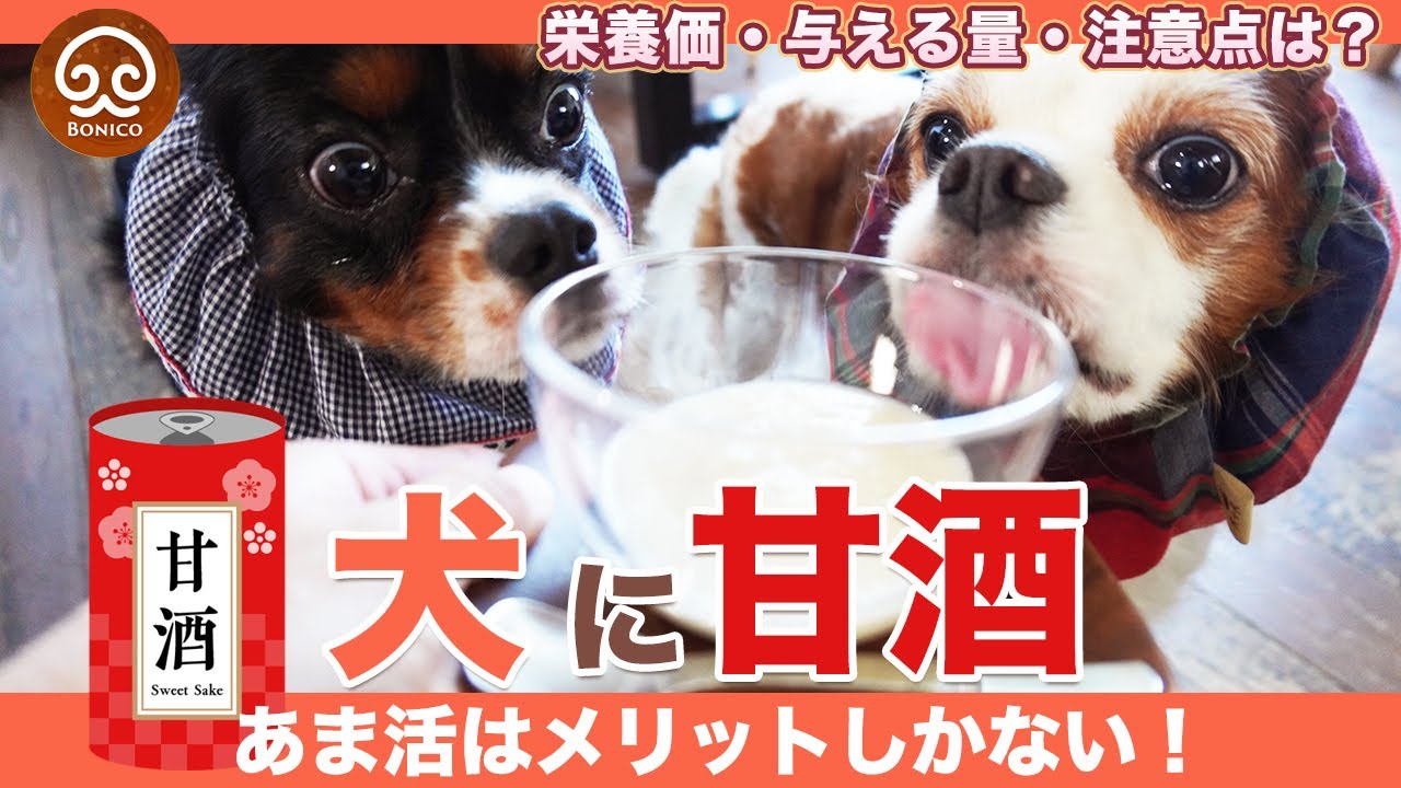 メリットしかない！犬に甘酒をお勧めする理由【犬ごはん】