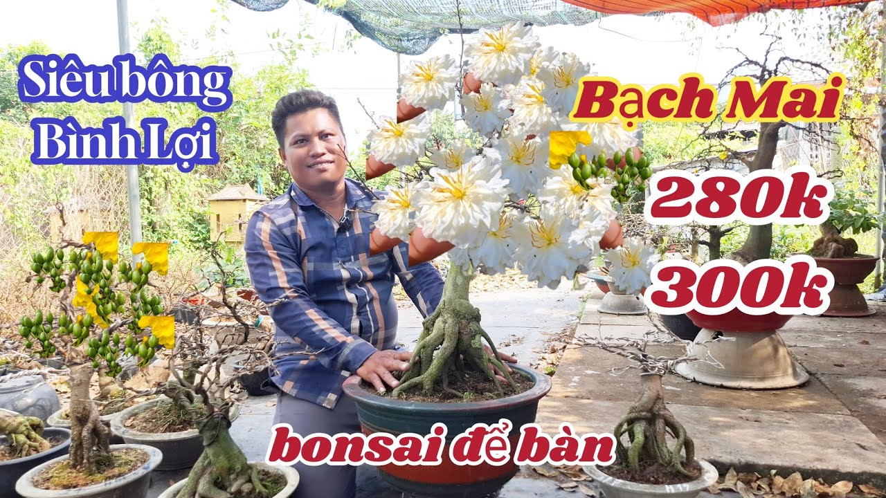 02/02/2026💥Mai vàng chơi tết 2026-siêu bông bình lợi, giảo bạch mai, giảo như ý 280k-300k