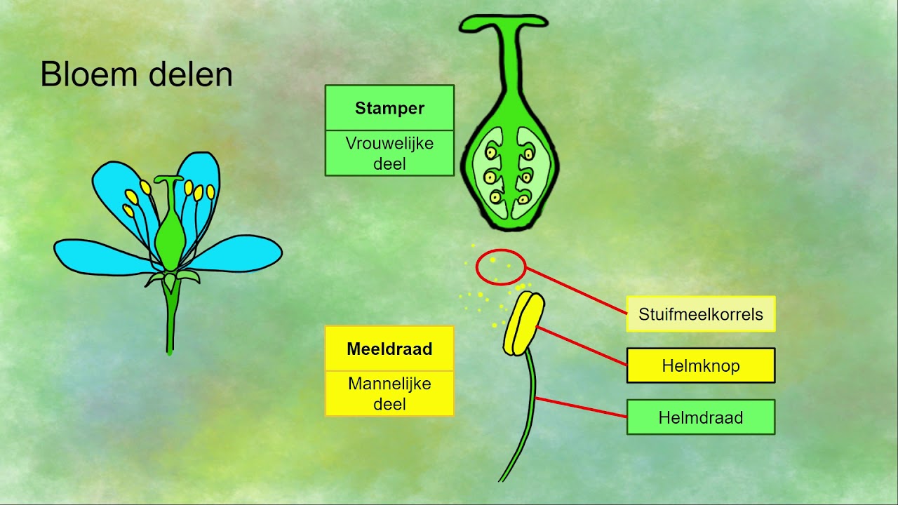 Onderdelen van een bloem