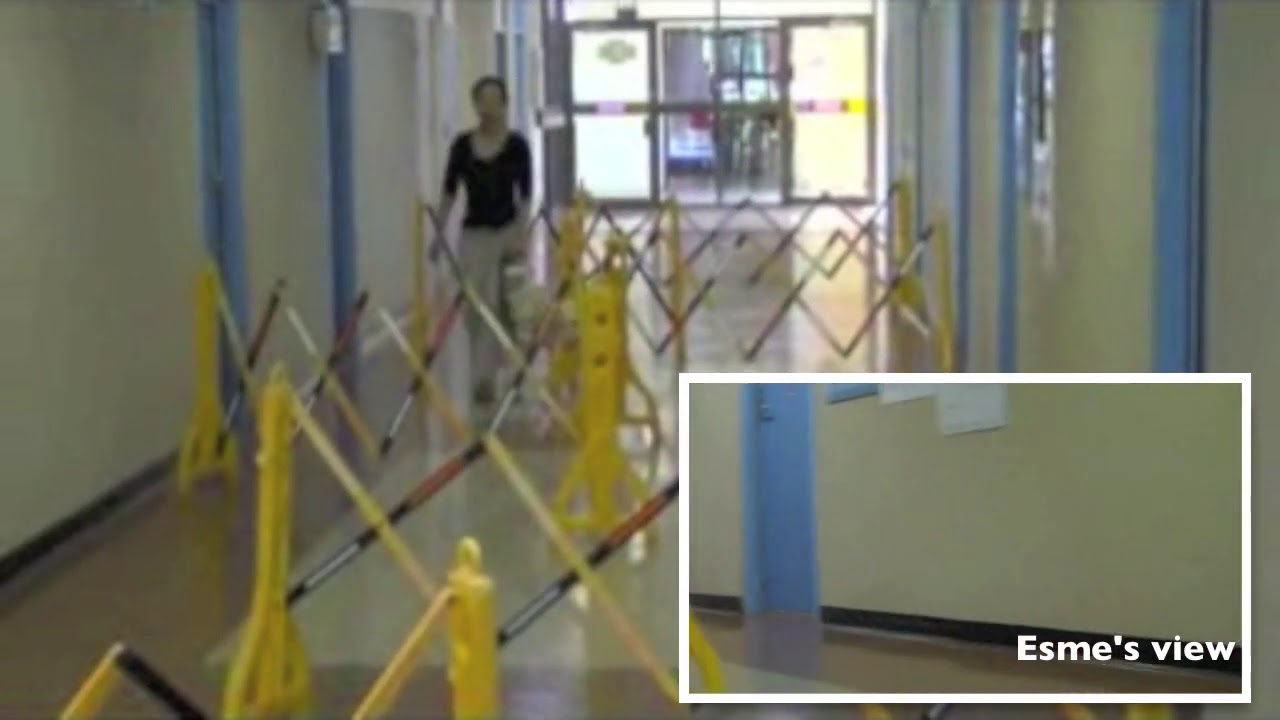 Introduction Obstacle Course - Esm&eacute; the Guide Dog & Cassandra Chiu