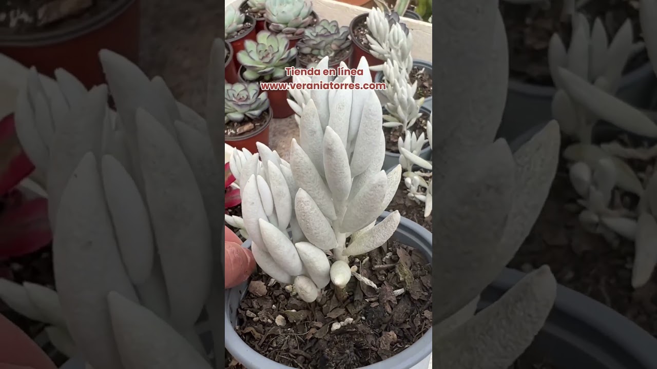 &iexcl;Hermosas suculentas! Tienda en l&iacute;nea www.veraniatorres.com #suculentas #plantas #echeverias