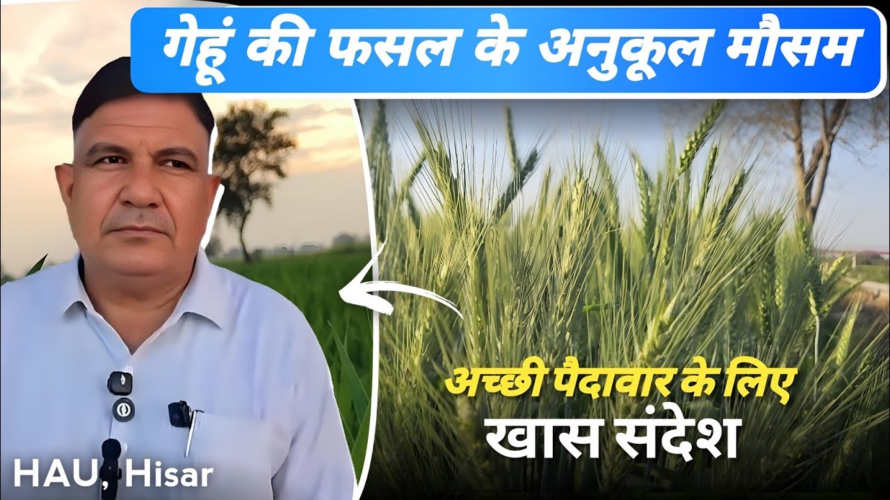 गेहूं की फसल के अनुकूल हैमौसम,अच्छी पैदावर के लिए किसानों को खास संदेश-डॉ.ओमप्रकाश बिश्नोई HAU,HISAR