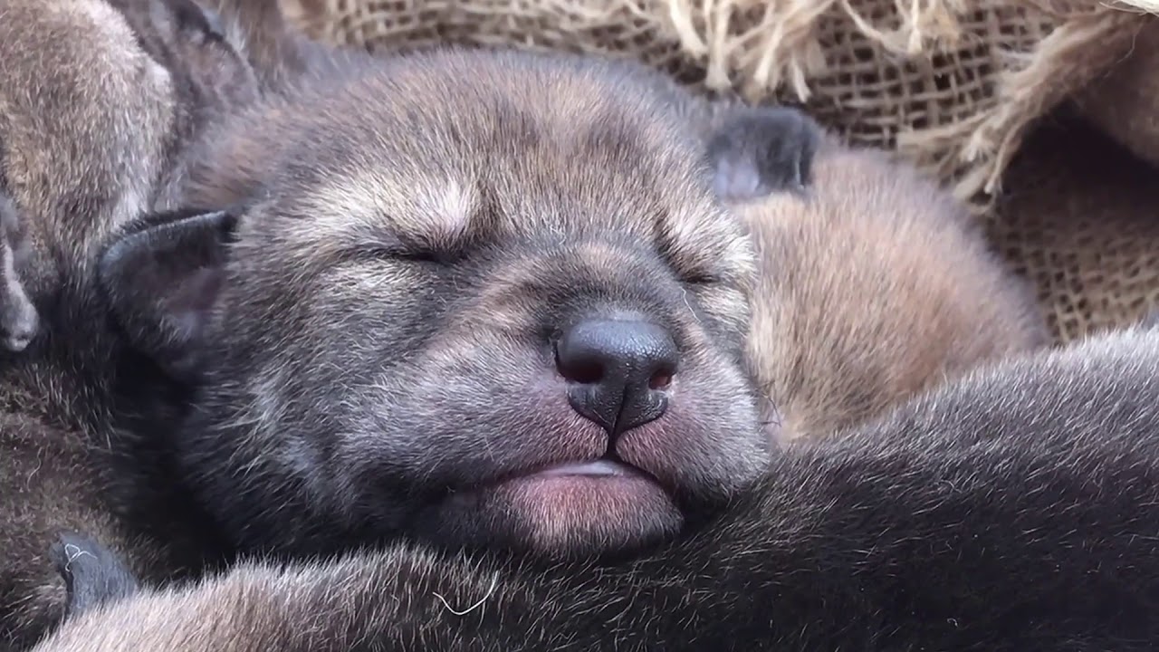 Ten-Day-Old Red Wolf Pup Cooing