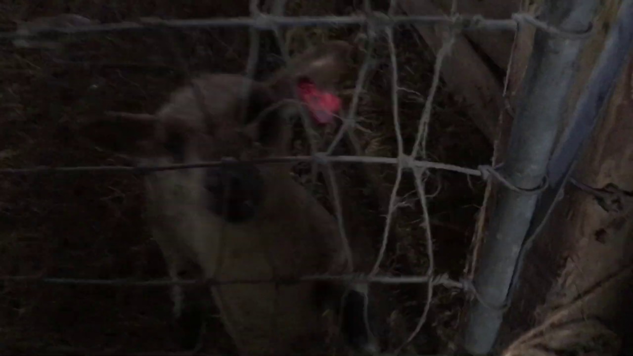 Lamb got stuck!