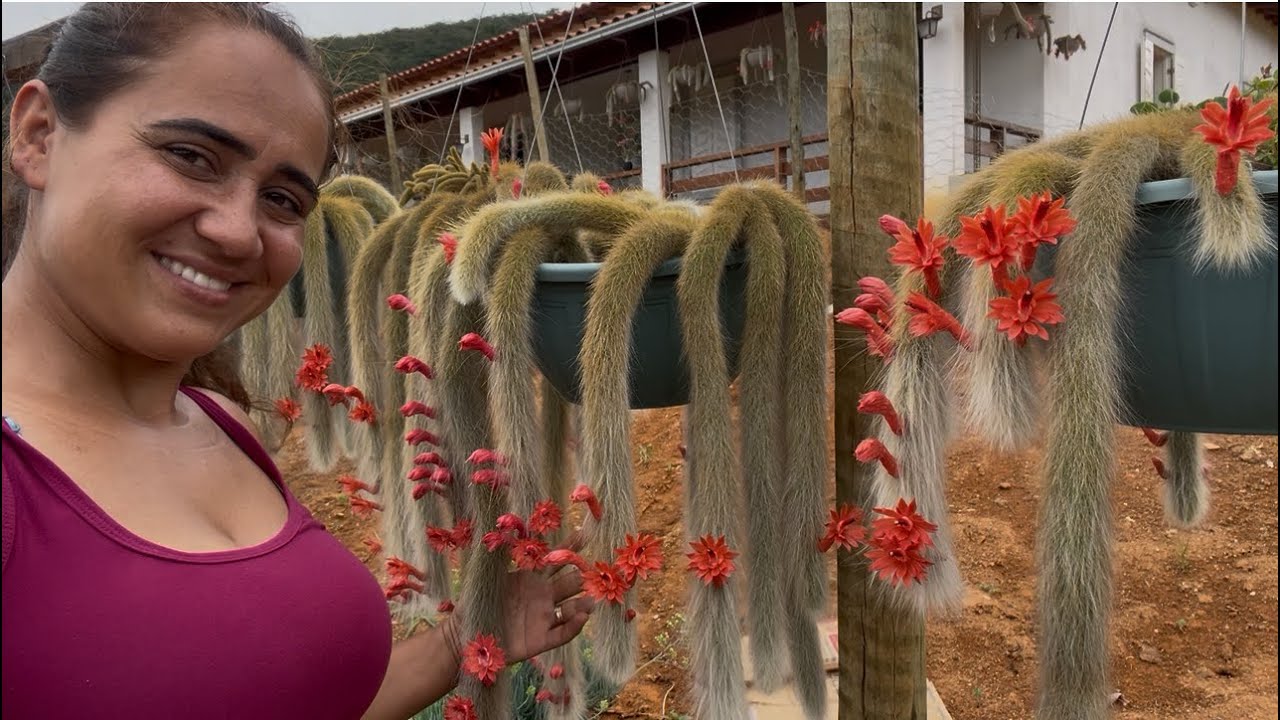 Um espetáculo da natureza 😍😍,abriram as flores dos rabo de macaco 😃😃🥹🥹